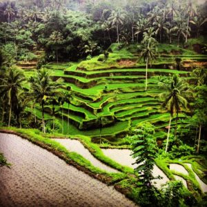 Tegallalang-Rice-Terrace