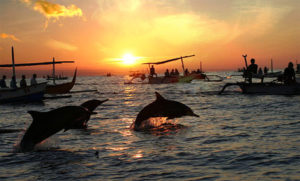 Dolphin Lovina Bali