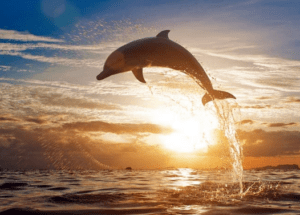 Dolphin Lovina