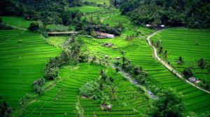 Jati Luwih Rice Terrace
